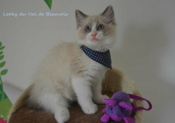 mâle blue bicolour - Chatterie Ragdolls du Val de Beauvoir